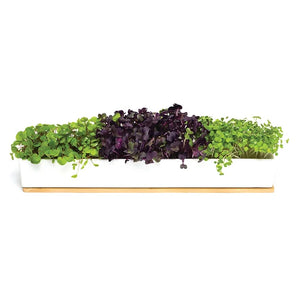 URBAN GREENS - MICRO GREENS WINDOWSILL BOX KIT