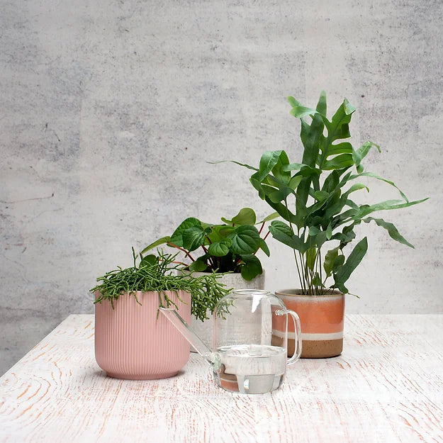 URBAN GREENS - GLASS WATERING CAN