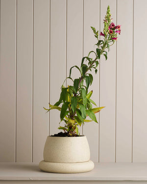 ROBERT GORDON - CLOUD PLANTER 28cm x 18cm